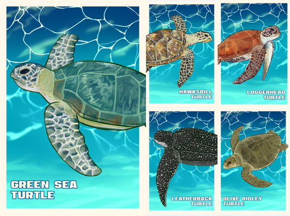 See the Sea Turtles